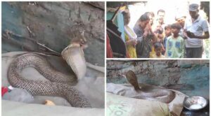 Viral Snake Video: सांप को देखते ही रूह कांप जाती हैं!! बलौदाबाजार में 12 फिट निकला नाग, भगवान शिव समझ कर आस्था के रूप में नारियल फूल और दूध चढ़ा रहे लोग देखे