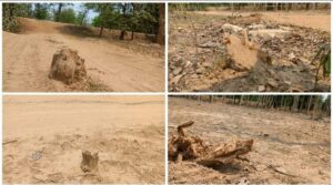 Chhattisgarh News: सागौन पेड़ काटकर रेत माफियाओं ने बनाया रास्ता, छत्तीसगढ़ में इस जगह रेत घाट में मशीन से उखाड़े सागौन के दर्जनों पेड़