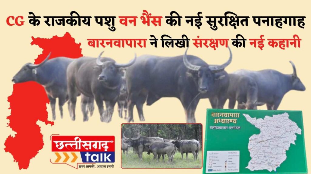बारनवापारा अभयारण्य (Baranwapara Sanctuary) में छत्तीसगढ़ के राजकीय पशु वन भैंसों की संख्या 6 से बढ़कर 10 हुई (Chhattisgarh Talk News)