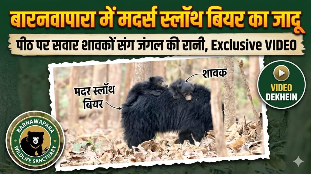 Baranwapara Mother Sloth Bear: “मदर स्लॉथ बियर” बनी बारनवापारा जंगल सफारी की नई पहचान, पीठ पर शावकों को लेकर करती है सैर (Chhattisgarh Talk)