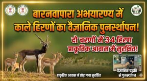 बारनवापारा अभयारण्य में काले हिरणों का वैज्ञानिक पद्धति से पुनर्स्थापन: दो चरणों में 34 हिरणों को प्राकृतिक आवास में छोड़ा गया सुरक्षित