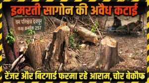 वन परिक्षेत्र देवपुर में सागौन लकड़ी की लगातर हो रही अवैध कटाई