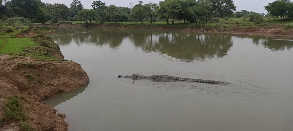 नाले में दिखा घड़ियाल, गांव में मचा हड़कंप: वन विभाग अलर्ट, लोगों से नाले से दूर रहने की अपील