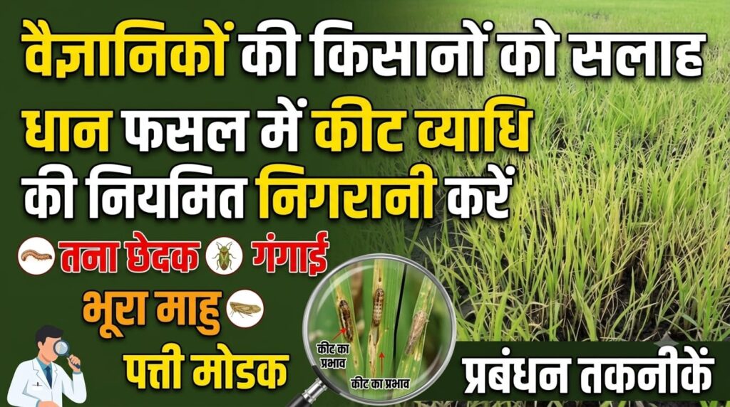 भूरा माहु के अधिक प्रकोप में पौधे कमजोर एवं पीले दिखाई दे सकते हैं