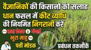 भूरा माहु के अधिक प्रकोप में पौधे कमजोर एवं पीले दिखाई दे सकते हैं