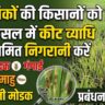 भूरा माहु के अधिक प्रकोप में पौधे कमजोर एवं पीले दिखाई दे सकते हैं