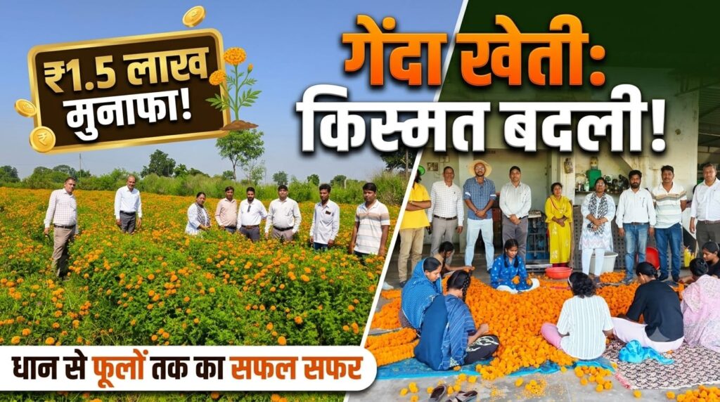 फूलों की खेती की ओर बढ़ रहे किसान, सिमगा ब्लॉक में 30 एकड़ में गेंदा की खेती